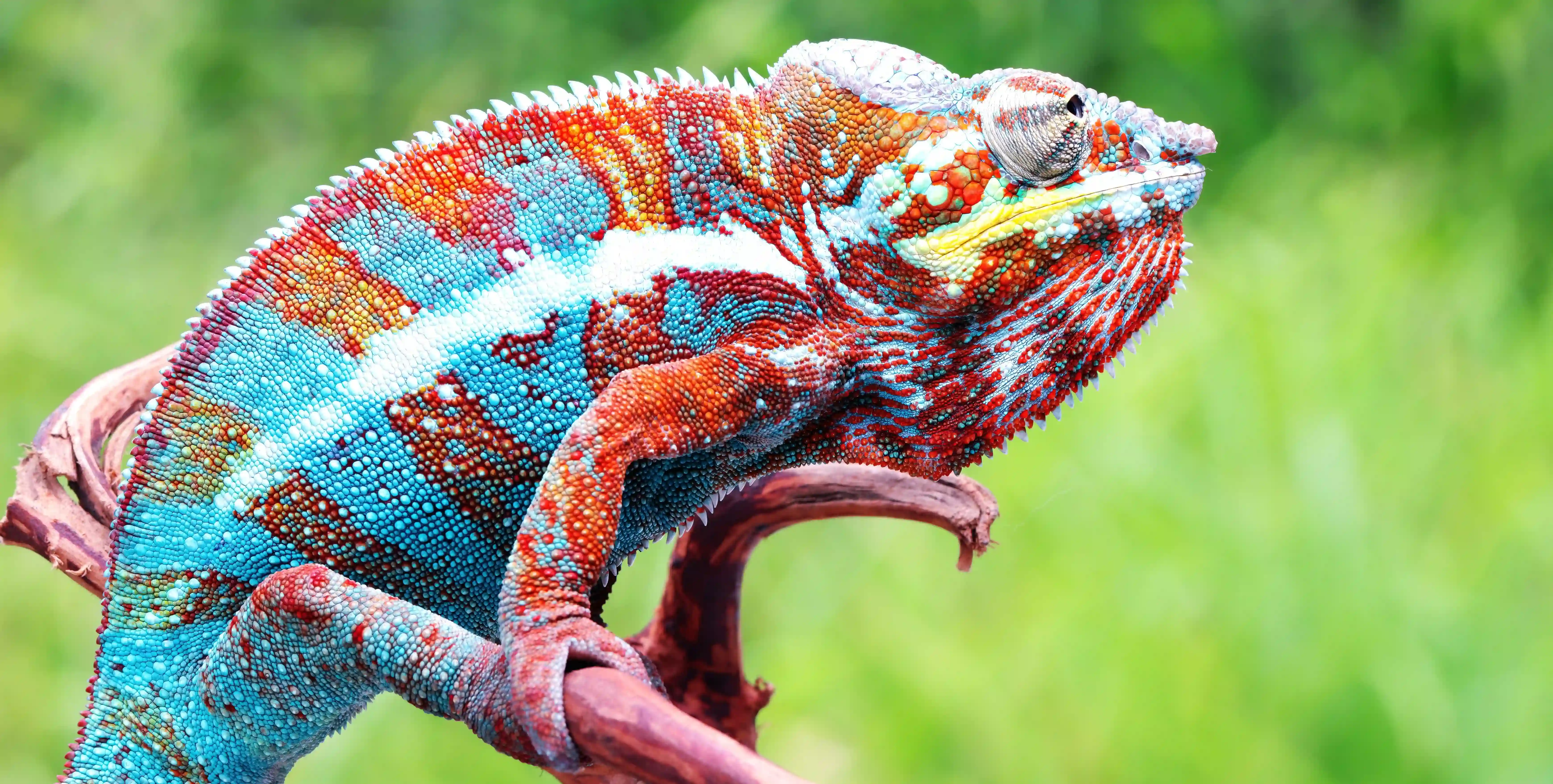Why does skin colour change in chameleons but not in humans?